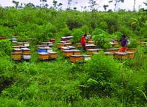 Beekeeping at Kawah IjenMountain, Indonesia