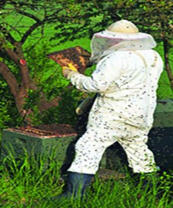 Beekeepers often wear protective clothing to protect themselves from stings