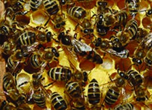 Queen bee (center)