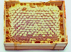 Honey-laden honeycomb in a wooden frame